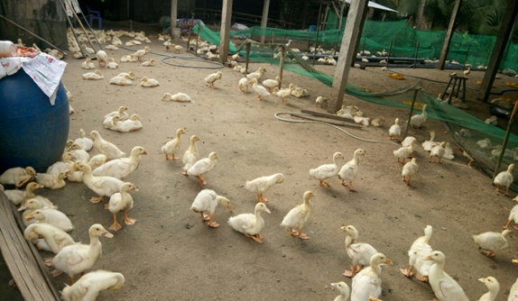 Thoat-ngheo-2019-2.png